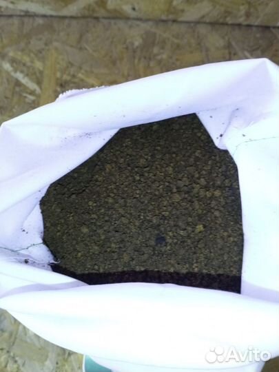 Чага березовая от сборщика