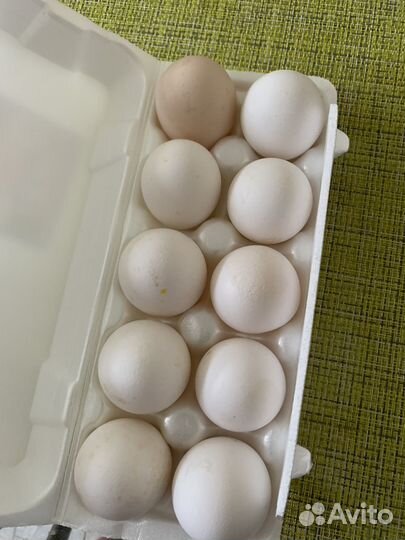 Домашние куриные яйца