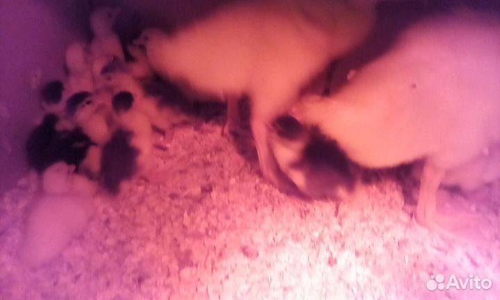 Индоутята тяжёлой линии помесные,гусята Линда