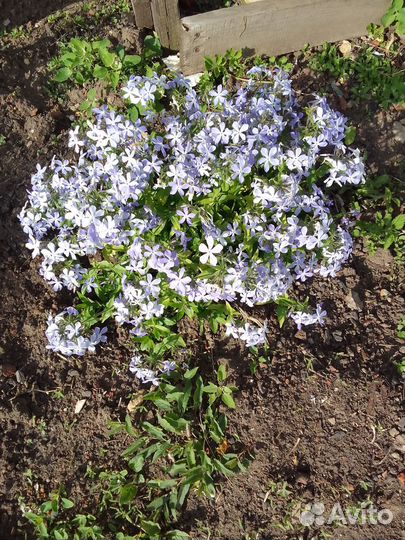 Ночная Фиалка многолетник