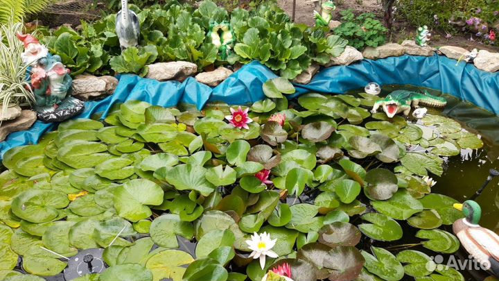 Прудовая лилия(нимфея)