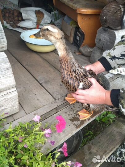 Подсодная утка