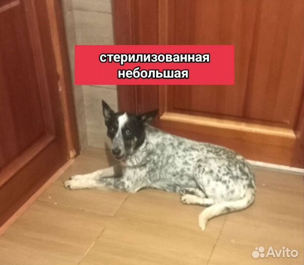 Щенки собачки