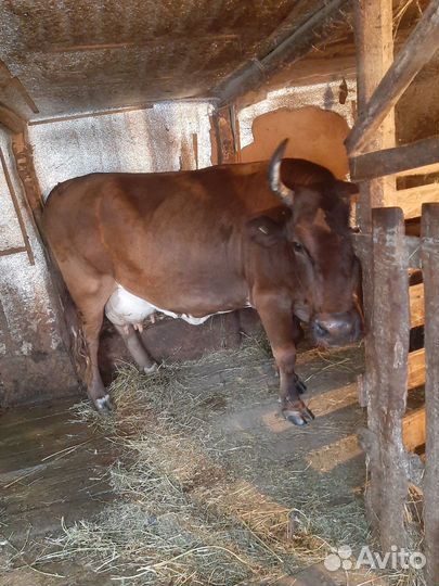 Продаю коров