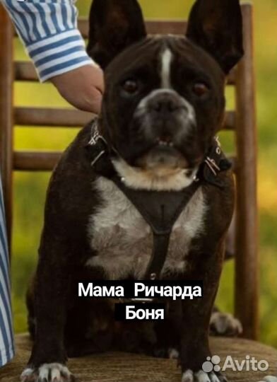 Французский бульдог вязка