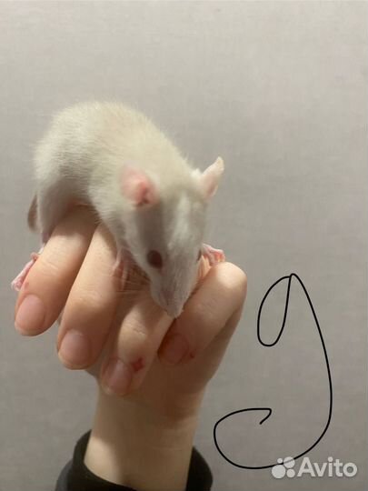 Крысы дамбо