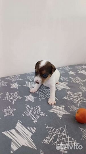 Щенки Рассел Парсон