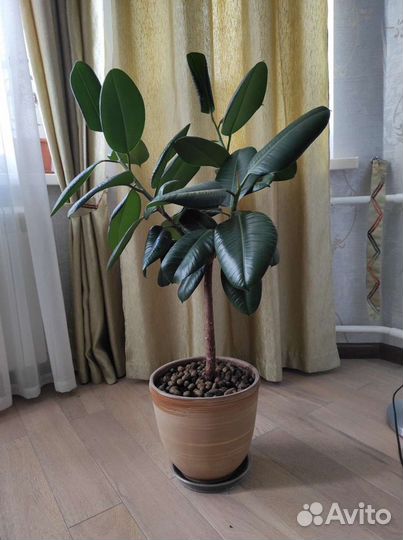 Фикус каучуконосный
