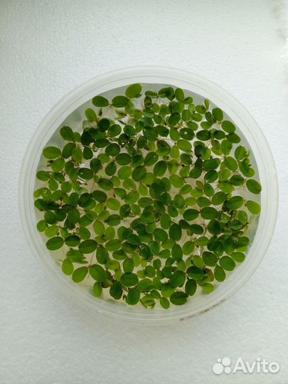 Аквариумные растения Сальвиния