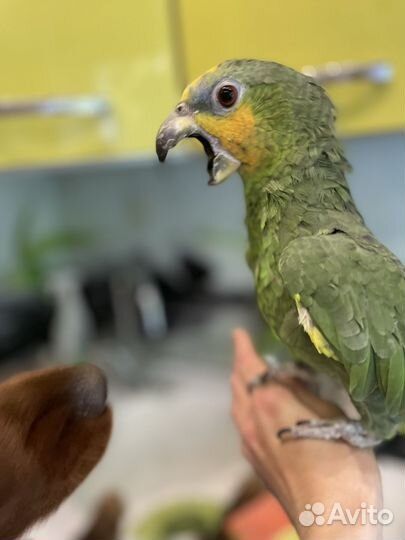 Попугай крупный амазон