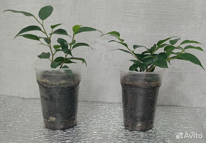 Фикус бенджамина Наташа, барок (букле), Твайлайт