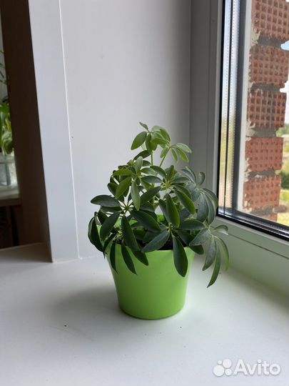 Комнатные цветы шефлера