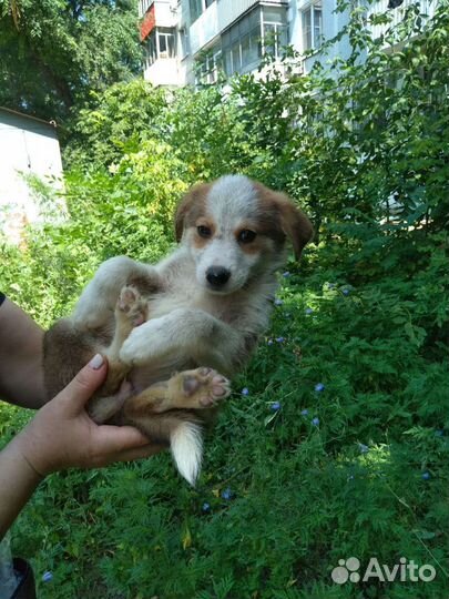 Парень ищет дом