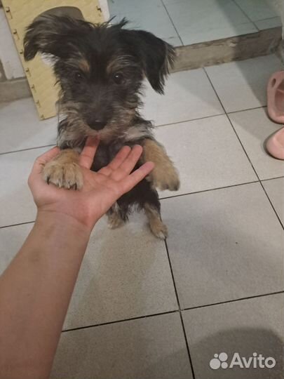 Ёкширский терьер