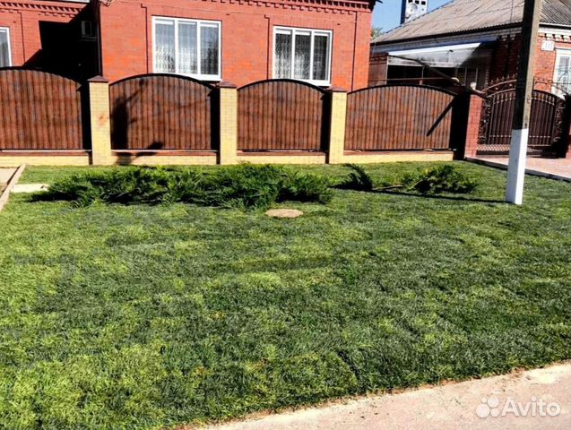 Рулонный газон