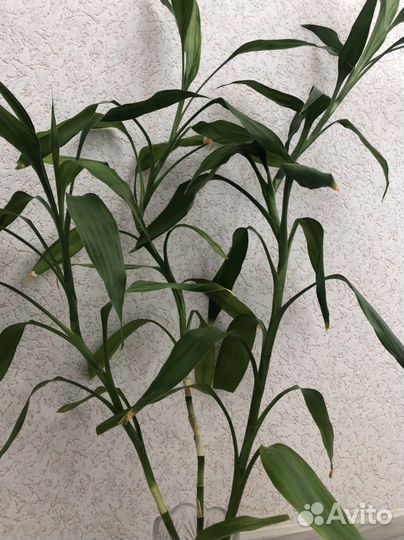Комнатные растения бамбук
