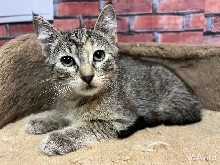 Котенок девочка Мия 2,5 мес