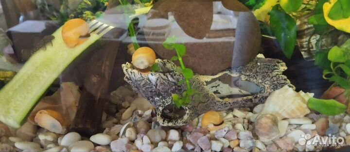 Улитки ампулярии бесплатно