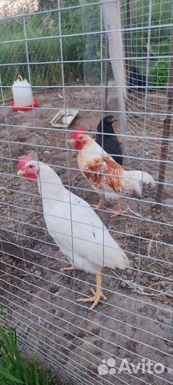 Молодые петушки