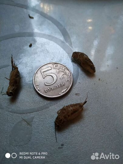 Домовой сверчок замороженный/корм для стрижей