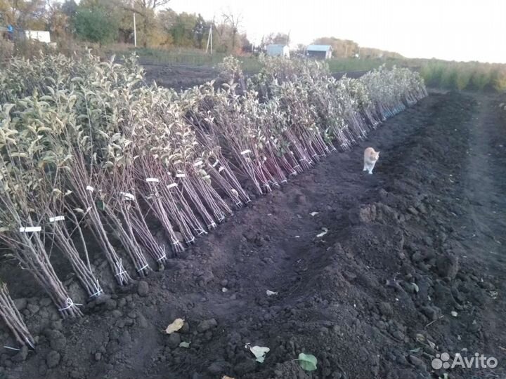 Саженцы плодовых деревьев