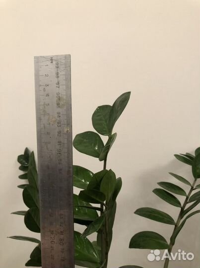 Замиокулькас долларовое дерево