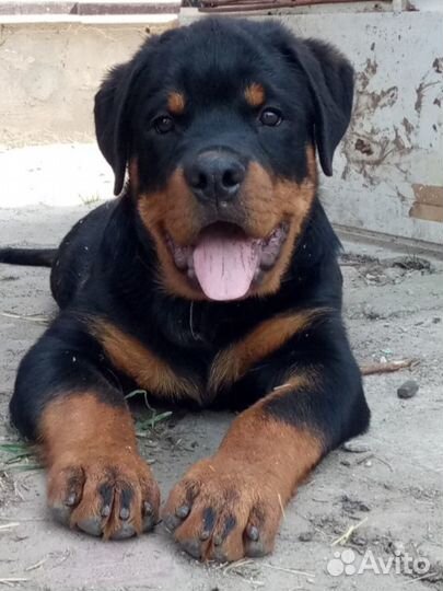 Передержка собак и кошек,догситтер,зооняня,зоогост