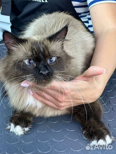 Груминг собак и кошек