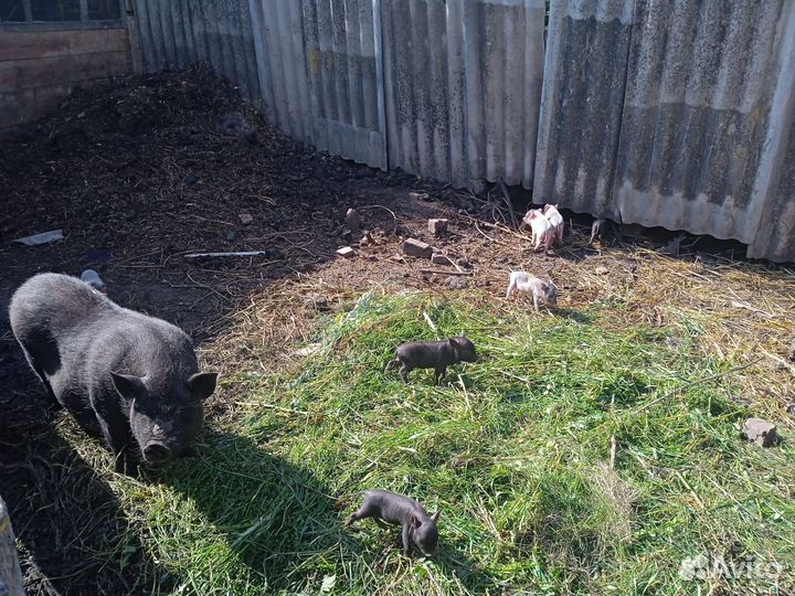 Вьетнамские вислобрюхие поросята
