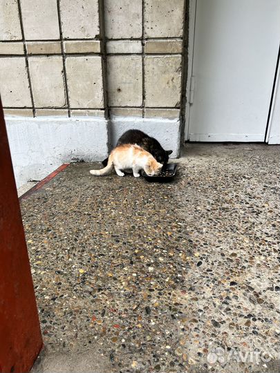 Уличные котята в добрые руки, 3 шт