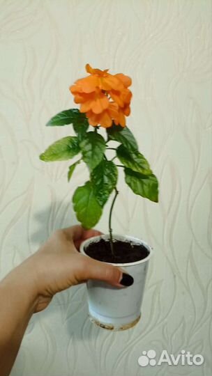 Кроссандра