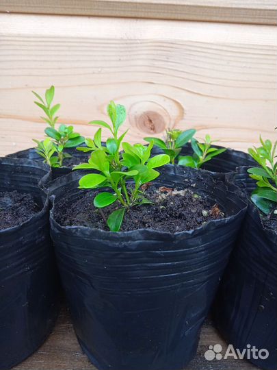 Самшит вечнозелёный, саженцы