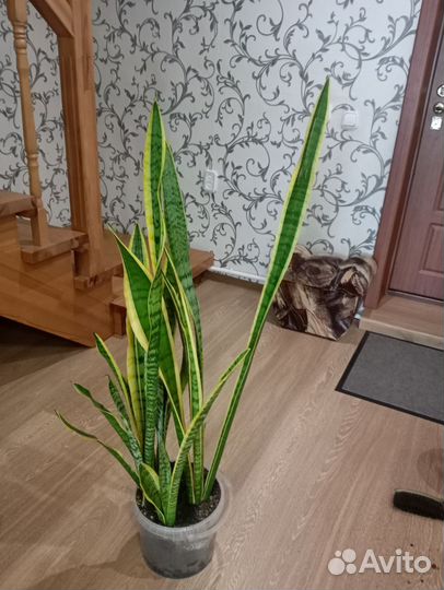 Комнатные цветы