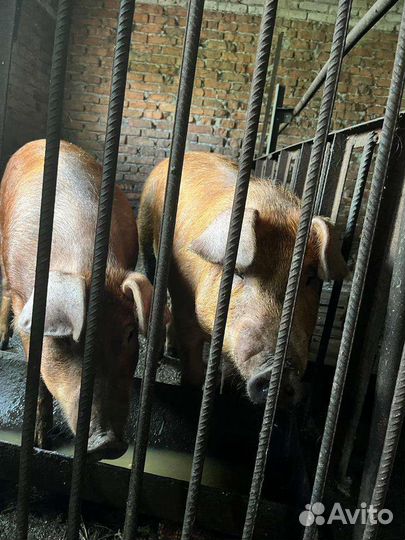 Свиньи дюрок