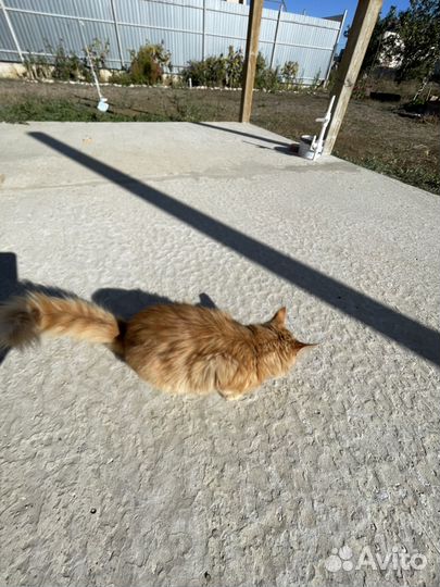 Отдам кошечку в добрые руки