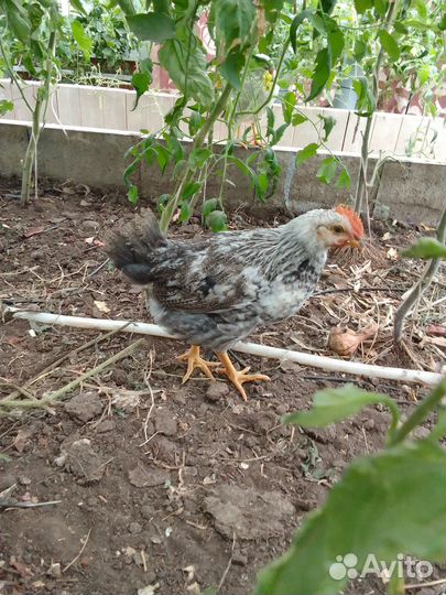 Петушок Барковской барвистой