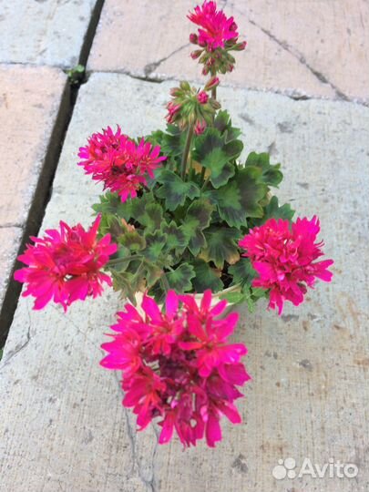 Пеларгония герань сортовая