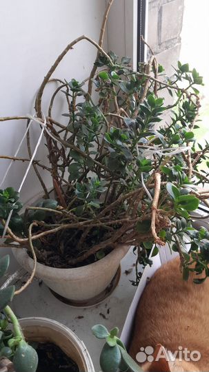 Комнатный цветок