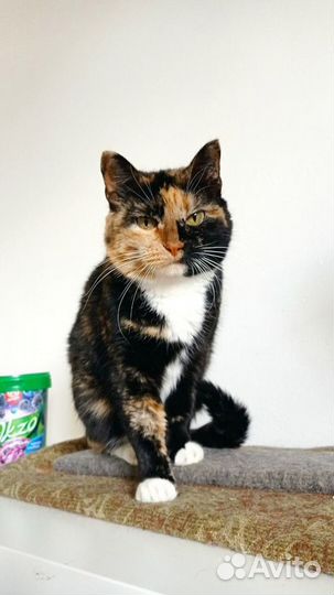 Кошка на счастье