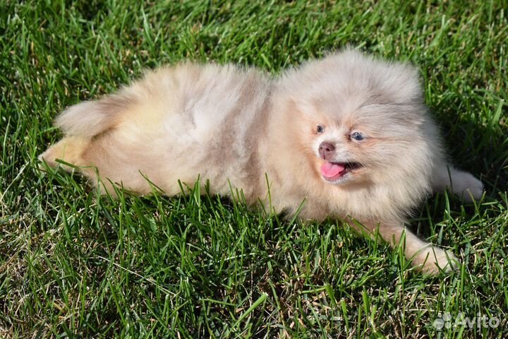 Лиловая мраморная