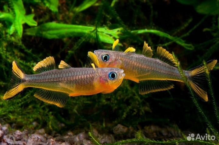 Попондетта фурката Аквариумные рыбки в ассортим