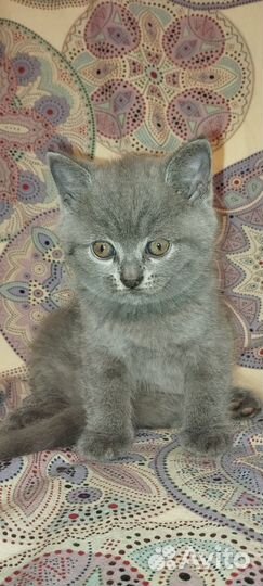 Шотландский котёнок