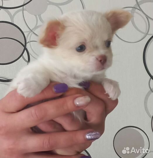 Чихуашки очаровашки