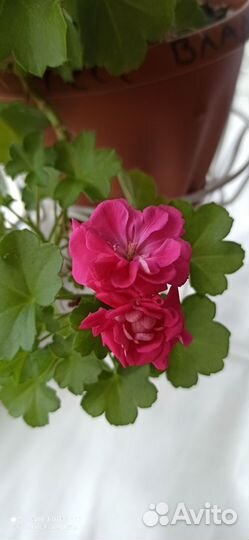 Пеларгония, герань Тесс влада