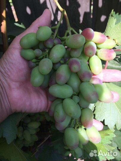Саженцы винограда