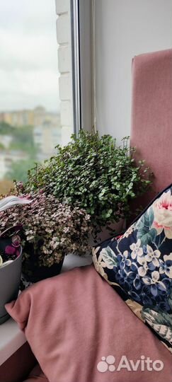 Каллизия Бьянка Callisia repens Bianca