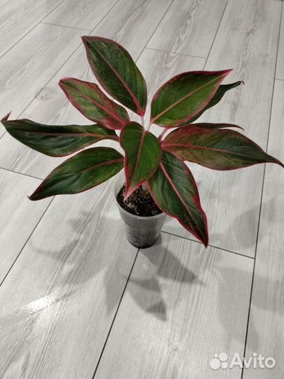 Аглаонема Крит