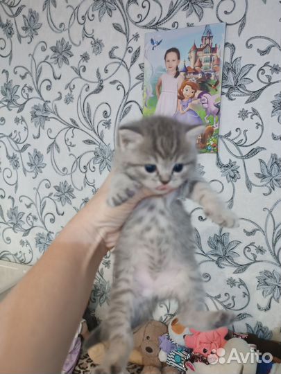 Шотландские котята