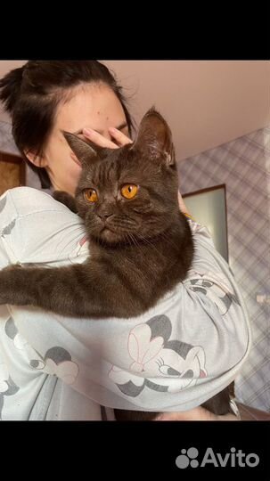 Британская кошка в дар