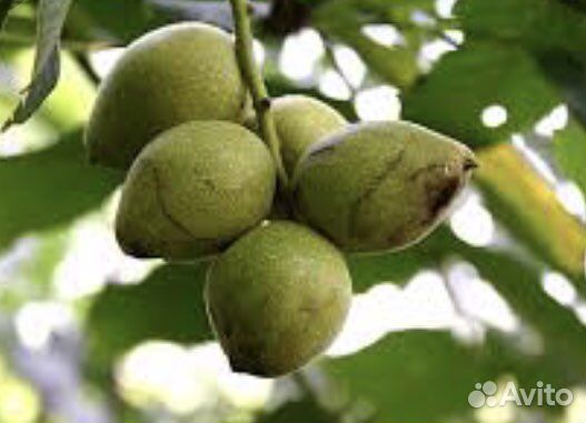 Маньчжурский орех